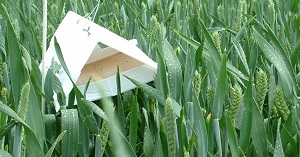 A pheromone trap used to monitor orange wheat blossom midges in wheat
